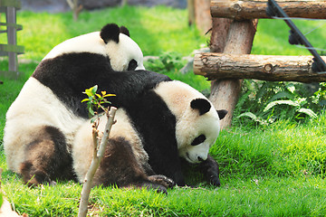 Image showing panda