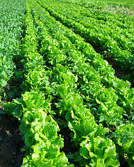 Image showing lettuce plant in field