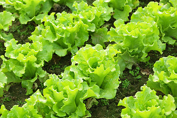 Image showing Lettuce seedlings in field