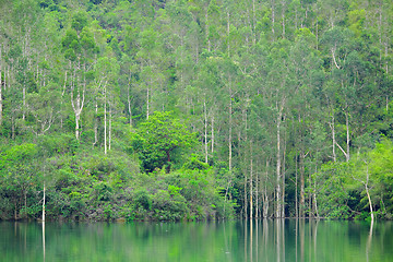 Image showing lake with green tree