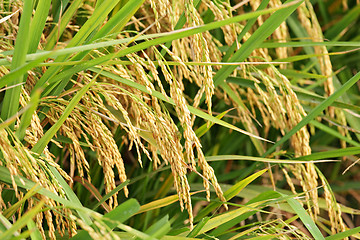 Image showing ripe paddy rice