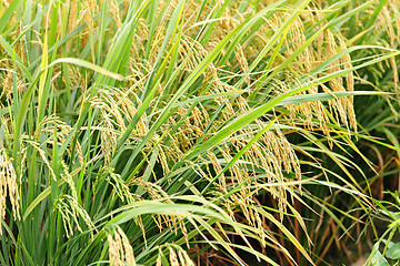 Image showing ripe paddy rice