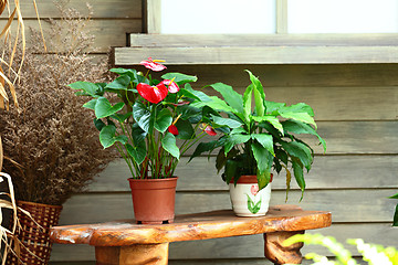Image showing Plant pots