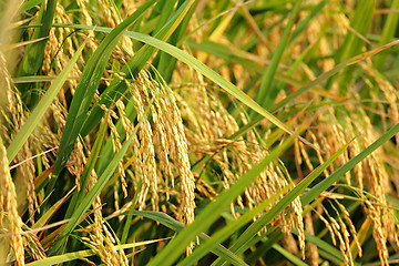 Image showing rice plant