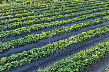 Image showing farm field