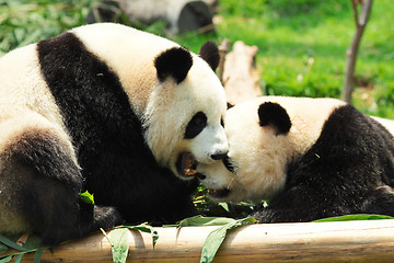 Image showing panda playing