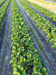 Image showing farm field