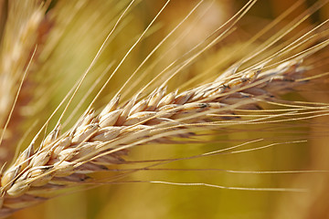 Image showing grain ear