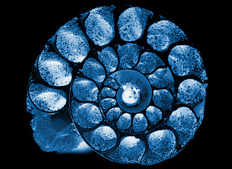 Image showing x-ray cockleshell