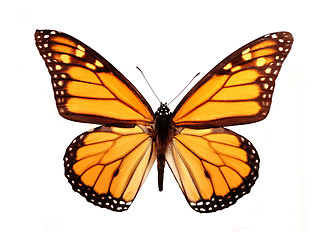 Image showing Butterfly