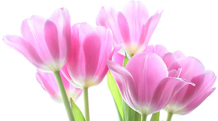 Image showing pink tulips