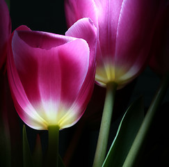 Image showing luminous tulips in night