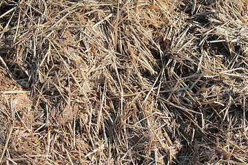 Image showing straw texture