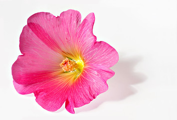Image showing Pink bloom