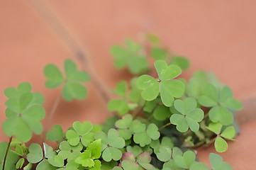 Image showing Clover leaves