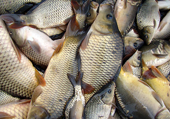 Image showing catch carp