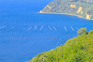 Image showing Shell farm