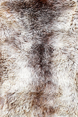 Image showing Fur