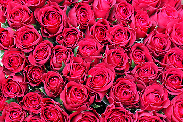 Image showing Roses