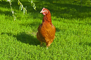 Image showing Hen