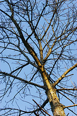 Image showing Tree