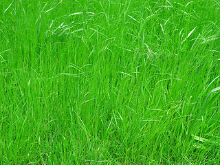 Image showing Grass meadow background
