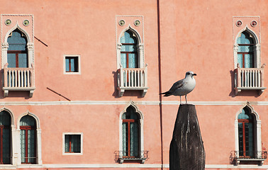 Image showing Gull in Venice