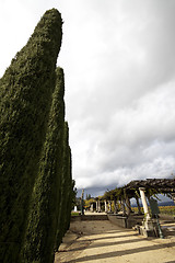 Image showing Cypress Lined Path