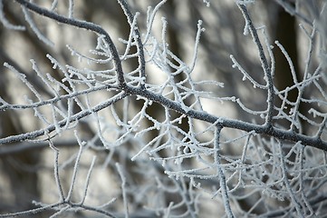 Image showing Winter Nature