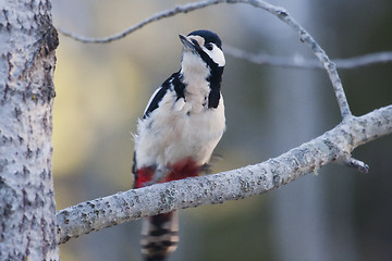 Image showing Greater spotted woodpecker