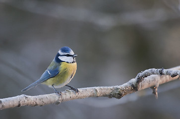 Image showing blue tit