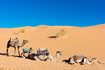 Image showing Three camels in desert