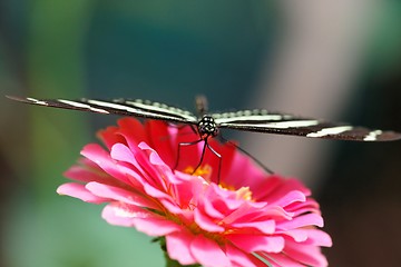 Image showing Butterfly