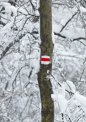 Image showing Winter trail