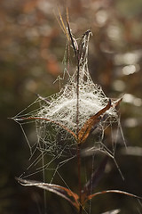 Image showing Spiderweb chaos