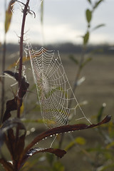 Image showing Early morning dew on spider web