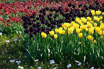 Image showing Yellow and violet tulips