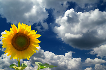 Image showing Sunflower