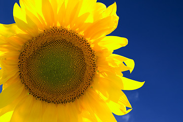 Image showing Closeup of yellow sunflower 