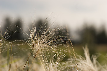 Image showing Morning dew on grass