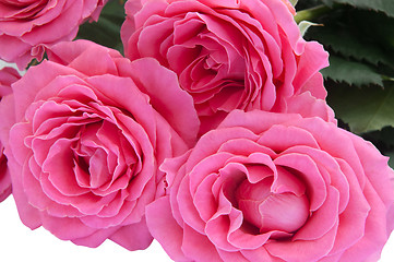 Image showing Bouquet of roses. Close-up view