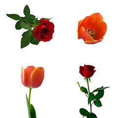 Image showing Set of roses and tulips