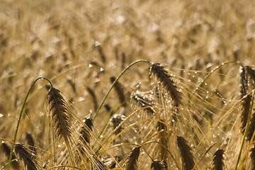 Image showing Morning over wheat field