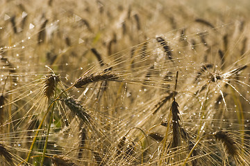 Image showing Oats in morning dew