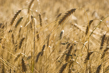 Image showing Ripe wheat