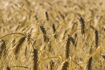 Image showing Dew time, morning wheat field