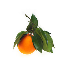 Image showing fresh orange isolated