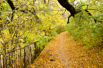 Image showing Colorful autumn path background fallen tree leaves