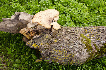 Image showing Fungus growing on a fallen tree trunk