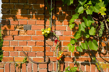 Image showing Tomato climbing red brick wall. Rural home garden